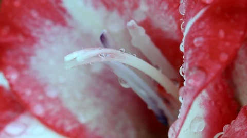 Drops on a red flower Stock Footage 98858494