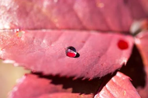 Drops on a red petal Foto stock