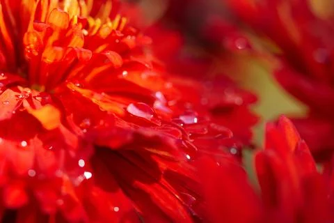 Drops on red petals Stock Photos