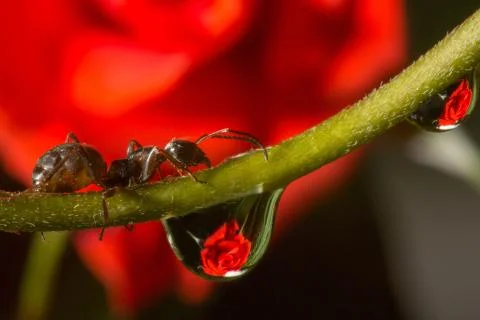 Drops reflect with ant. Stock Photos