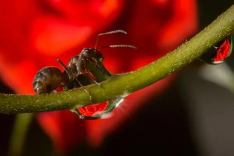 Drops reflect with ant. Stock Photos