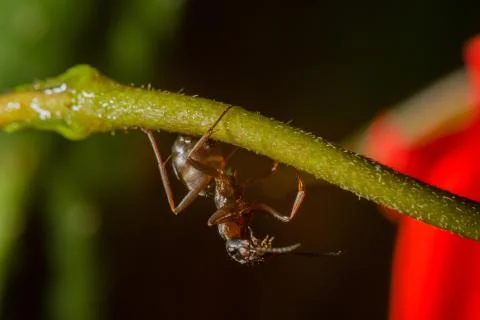 Drops reflect with ant. Stock Photos