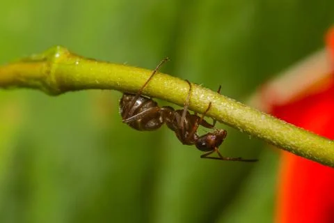 Drops reflect with ant. Stock Photos
