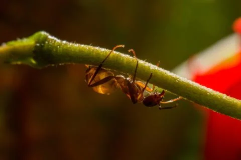 Drops reflect with ant. Stock Photos