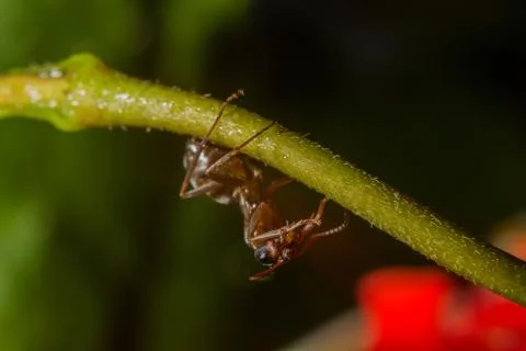 Drops reflect with ant. Stock Photos