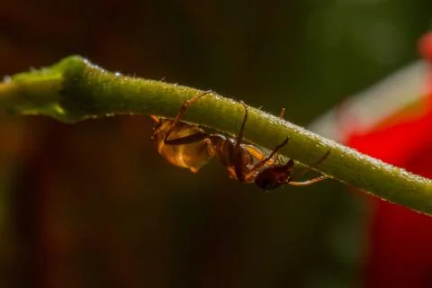 Drops reflect with ant. Foto stock