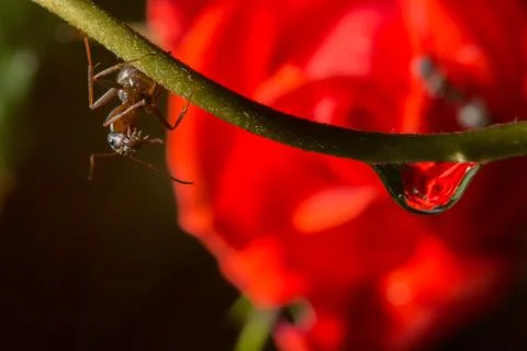 Drops reflect with ant. Stock Photos