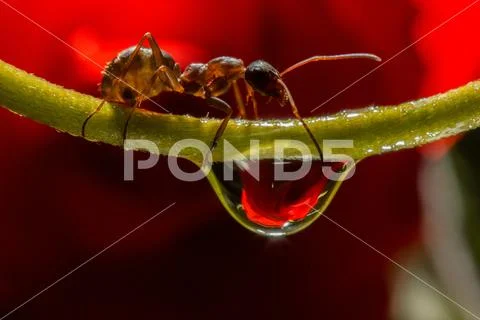 Drops reflect with ant. Stock Photos