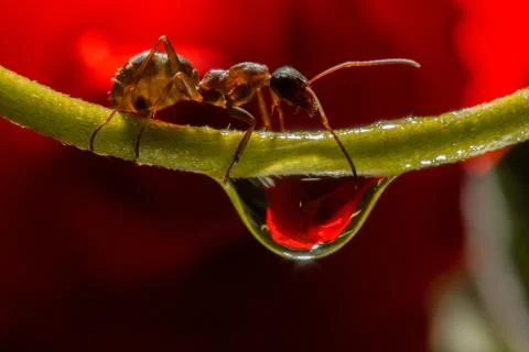 Drops reflect with ant. Stock Photos