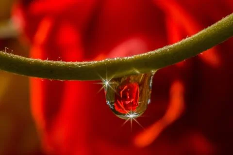 Drops reflect Stock Photos