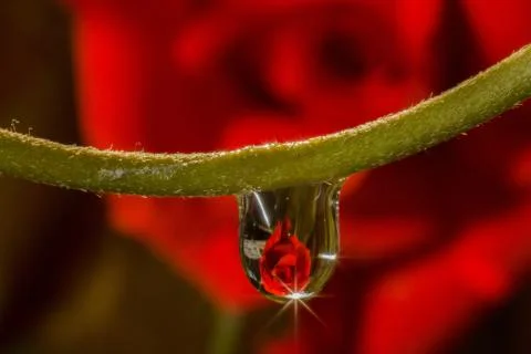 Drops reflect Stock Photos