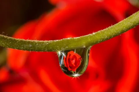 Drops reflect Stock Photos