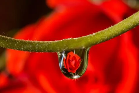 Drops reflect Stock Photos