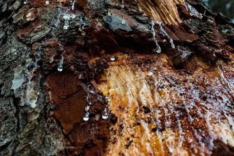 Drops of resin dripping on the trunk of a pine tree Stock Photos