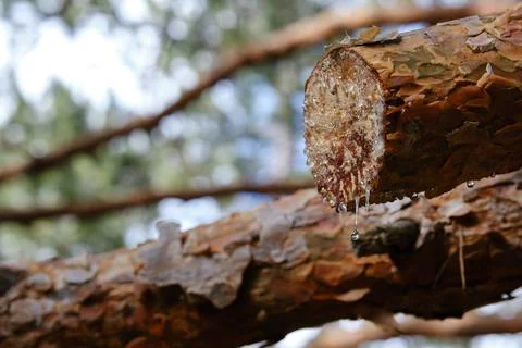 Drops of resin falling from a pruned pine branch Stock Photos