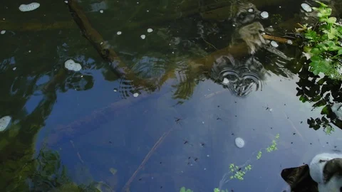 Drops on the river. Water drips. Full shot. Stock Footage 115027489