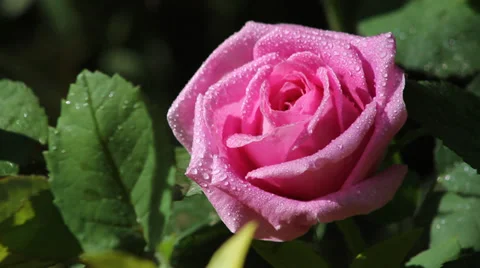 With drops of rose Stock Footage 38374418