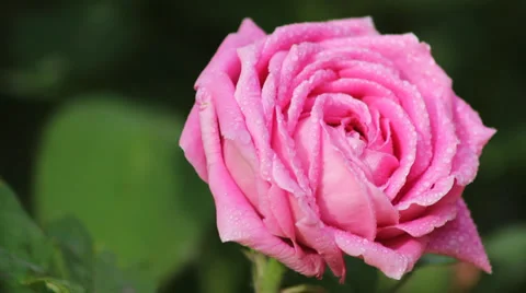 With drops of rose Stock Footage 38376246