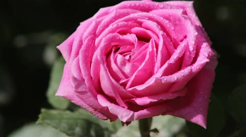 With drops of rose Stock Footage 38376276