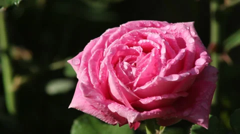 With drops of rose Stock Footage 38378440