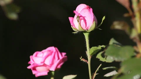 With drops of rose Stock Footage 38385422