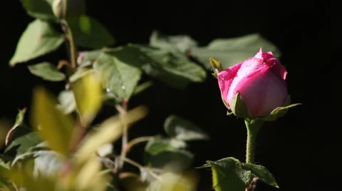 With drops of rose Video stock 38385522