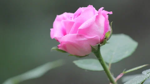 With drops of rose Stock Footage 38636511