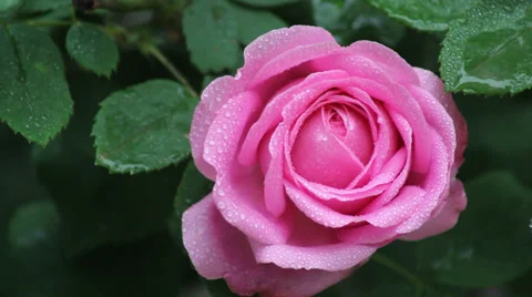 With drops of rose Stock Footage 38636597