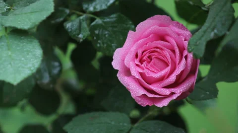 With drops of rose Stock Footage 38636714