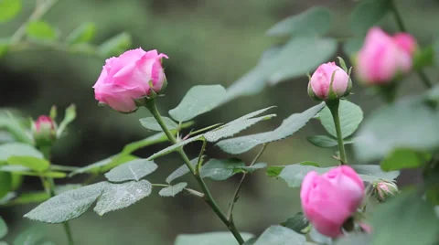 With drops of rose Stock Footage 38638747