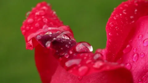 Drops on the rose petals Stock Footage 34506480