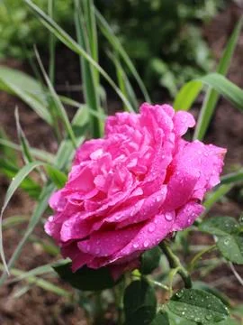 Drops on a rose Stock Photos