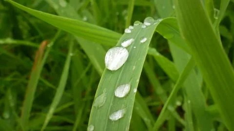 Drops on the Row after the rain Foto stock