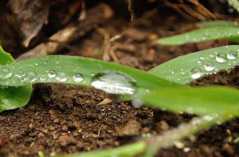 Drops running down the leaf Stock Photos