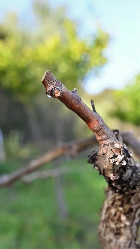 Drops of sap on the branches of the vine in winter. Agriculture. Stock Footage 303379744