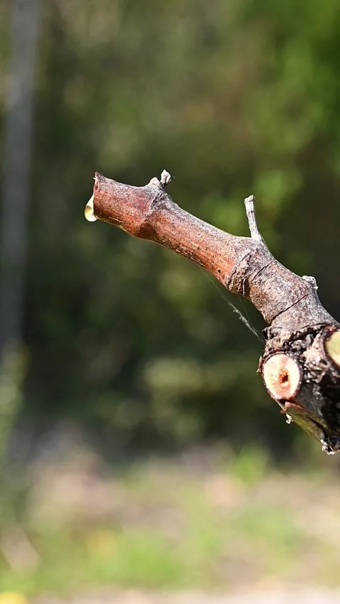 Drops of sap on the branches of the vine in winter. Agriculture. Stock Footage 303595246