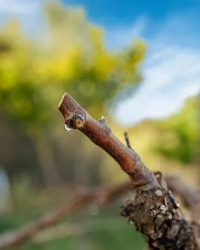 Drops of sap on the branches of the vine in winter. Agriculture. Stock Photos