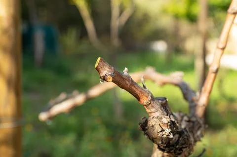 Drops of sap on the branches of the vine in winter. Agriculture. Stock Photos