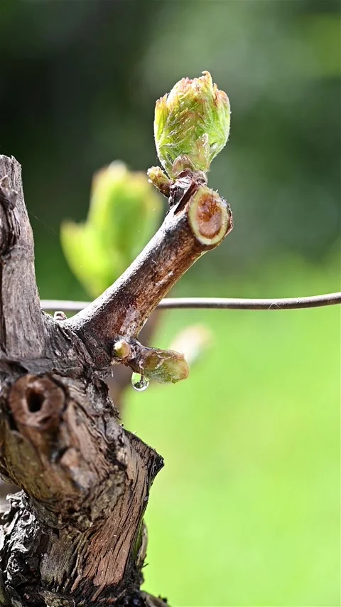 Drops of sap on vine branches in spring. Agriculture. Stock Footage 271519778