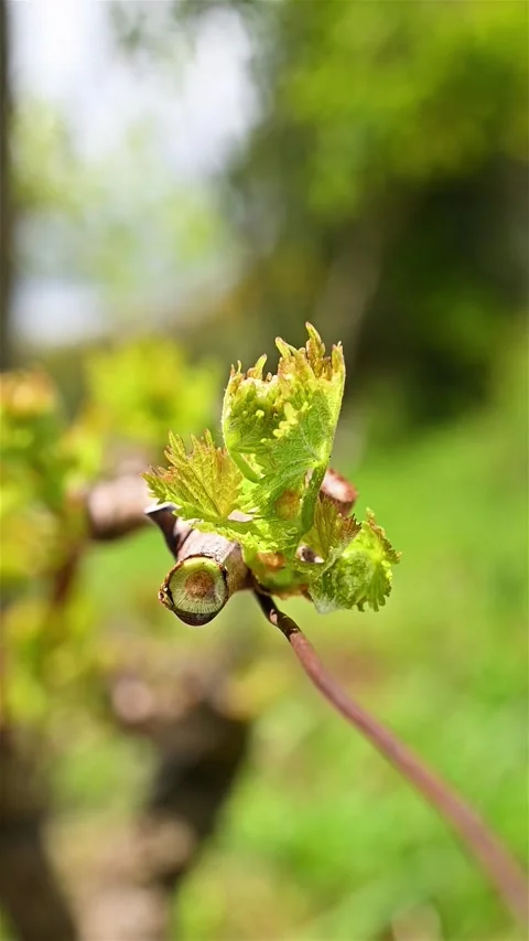 Drops of sap on vine branches in spring. Agriculture. Stock Footage 307624807
