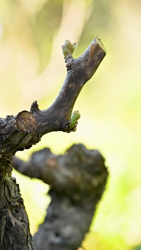 Drops of sap on vine branches in spring. Agriculture. Stock Footage 332674226