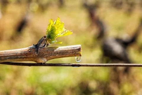Drops of sap on vine branches in spring. Agriculture. Stock Photos