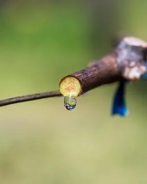 Drops of sap on vine branches in spring. Agriculture. Stock Photos