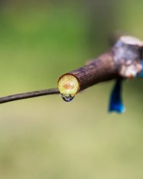 Drops of sap on vine branches in spring. Agriculture. Stock Photos