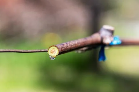 Drops of sap on vine branches in spring. Agriculture. Stock Photos
