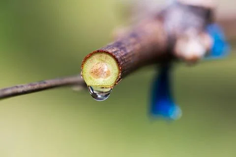 Drops of sap on vine branches in spring. Agriculture. Foto stock