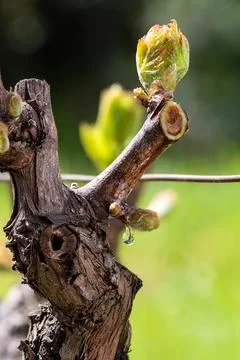 Drops of sap on vine branches in spring. Agriculture. Stock-Fotos