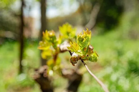 Drops of sap on vine branches in spring. Agriculture. Stock Photos