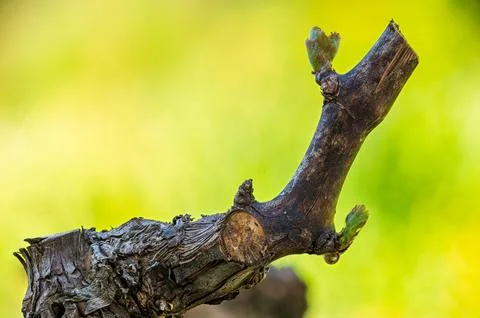 Drops of sap on vine branches in spring. Agriculture. 스톡 사진