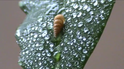 Drops on a sheet  스톡 동영상 939049